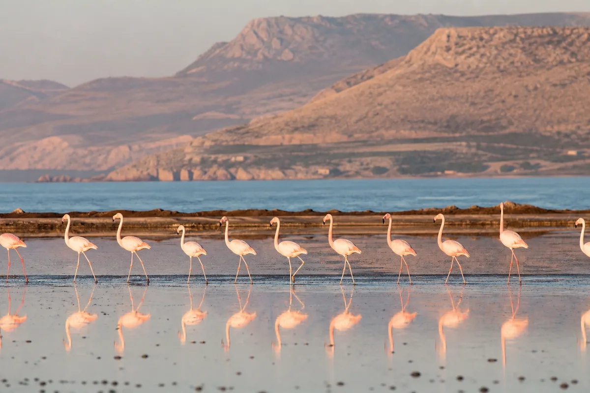 Observation des oiseaux à Lesbos : sites et saisons